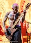 Concert_Parklife_Chili_Peppers-54
