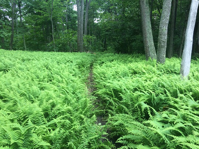 Excursion: Capital Hiking Club @ Dellinger Gap, WV - 6/20/15 - Parklife DC