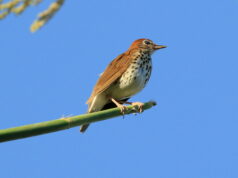 Poll: What Is the Best Music Venue Around DC for 2025? Wood Thrush