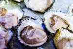 Oyster Riot