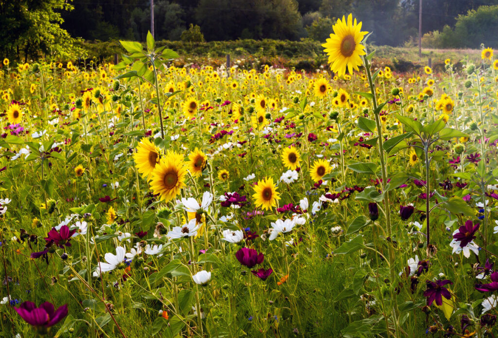 RW, Portland, 2025-07-31